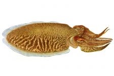 Sea Creatures 7 - Cuttlefish