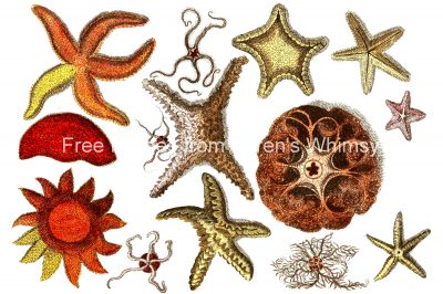Sea Creatures 1 - Star Fish