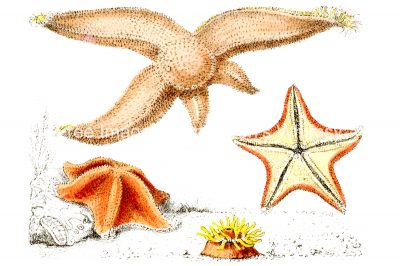 Sea Creatures 2 - Star Fish