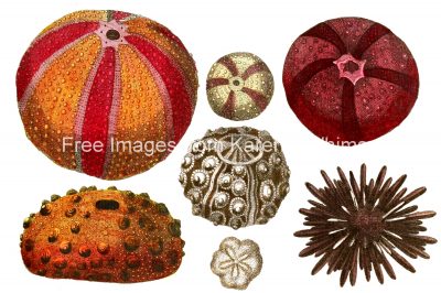 Sea Creatures 3 - Sea Urchins