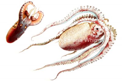 Sea Creatures 5 - Octopus