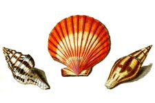 Seashell Drawing 1