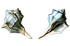 Seashell Drawing 3