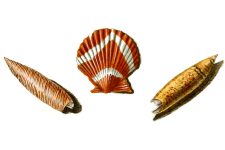 Seashell Drawing 6