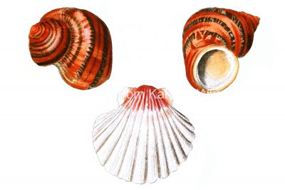 Seashell Drawing 16