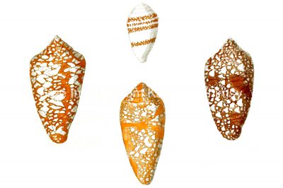 Seashell Drawing 9