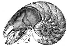 Seashell Sketches 2 - The Chambered Nautilus