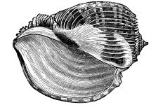 Seashell Sketches 3 - The Imperial Harp Shell