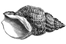 Seashell Sketches 4 - The Lovely Whelk