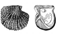 Seashell Sketches 7 - The Pearl Oyster Inside and Out