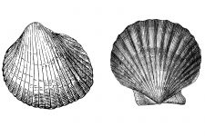 Seashell Sketches 8 - Cockle and Scallop