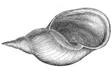 Seashell Sketches 9 - Shell of a Water Snail