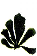 Aquarium Plants 11 - Cladophora Arcata