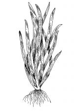 Aquarium Plants 7 - Sagittaria Natans