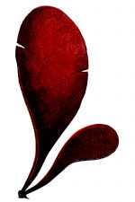 Aquarium Plants 8 - Red Dulse