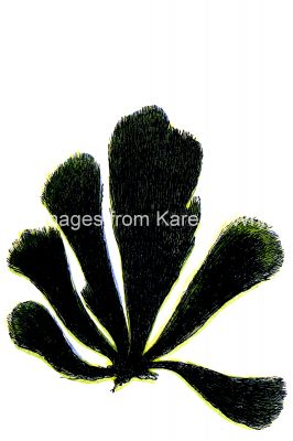 Aquarium Plants 11 - Cladophora Arcata