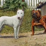 Dog Images 2 - Terrier and Bulldog