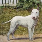 Dog Images 3 - White Bull Terrier