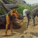 Dog Images 5 - Airedale and Bedlington Terriers