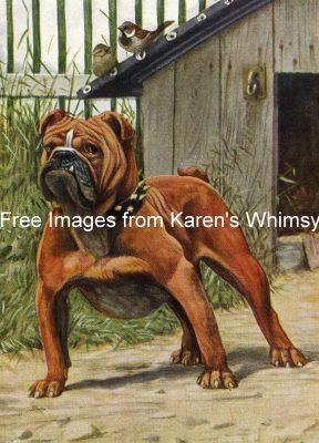 Dog Images 4 - English Bulldog