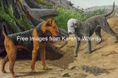 Dog Images 5 - Airedale and Bedlington Terriers