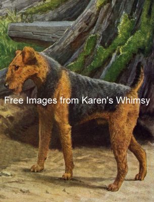 Dog Images 6 - Airedale Terrier