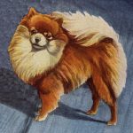 Drawings of Dogs 2 - Pomeranian