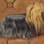 Drawings of Dogs 4 - Yorkshire Terrier