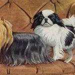 Drawings of Dogs 5 - Yorkie and Spaniel