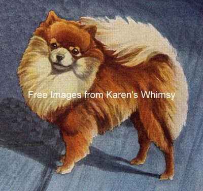 Drawings of Dogs 2 - Pomeranian