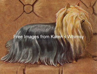 Drawings of Dogs 4 - Yorkshire Terrier