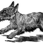 Dog Clipart Images 11 - Scottie on the Run